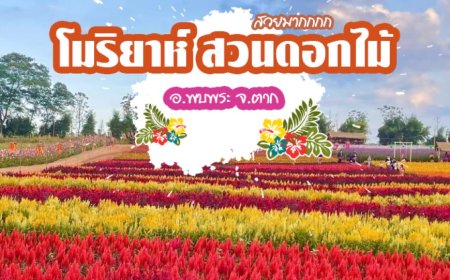 โมริยาห์ สวนดอกไม้ในจังหวัดตาก