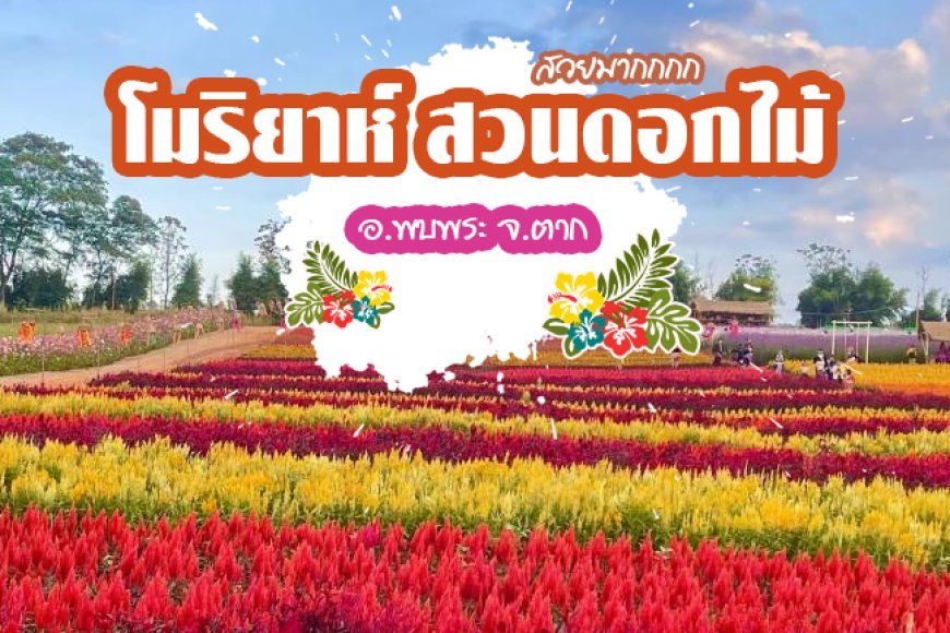 โมริยาห์ สวนดอกไม้ในจังหวัดตาก