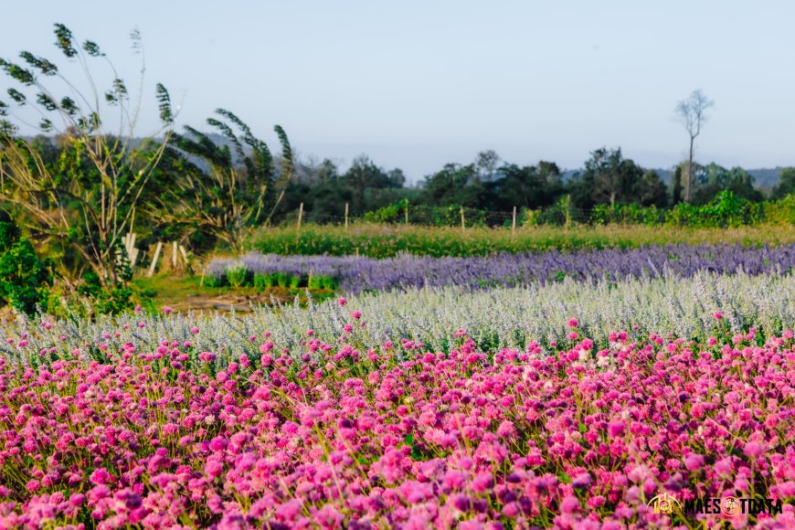 สวนดอกไม้พบพระ สวนดอกไม้ บ้านไร่อุ่นรัก Baanrai Aoon Rak  อ.พบพระ จ.ตาก