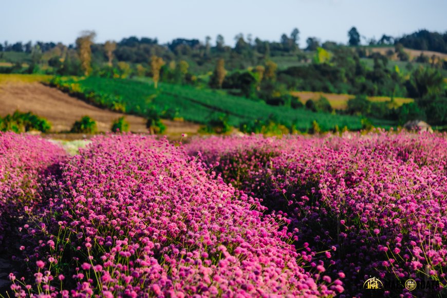 สวนดอกไม้พบพระ สวนดอกไม้ บ้านไร่อุ่นรัก Baanrai Aoon Rak  อ.พบพระ จ.ตาก