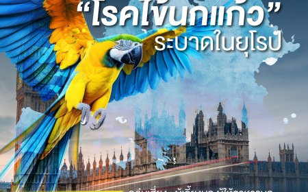 เตือน “โรคไข้นกแก้ว” ระบาดในยุโรป