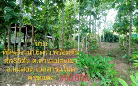 ขายที่ดินสวย บ้านปางส้าน