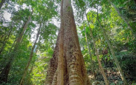 ต้นกระบากใหญ่ ตาก