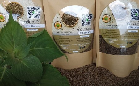 งาขี้ม้อน ยอดดอยอุ้มผาง สินค้า OTOP