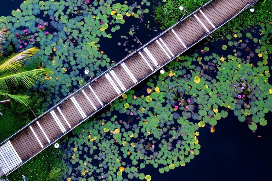 สะพานชมบัวแดง สระบัวเชิญมา