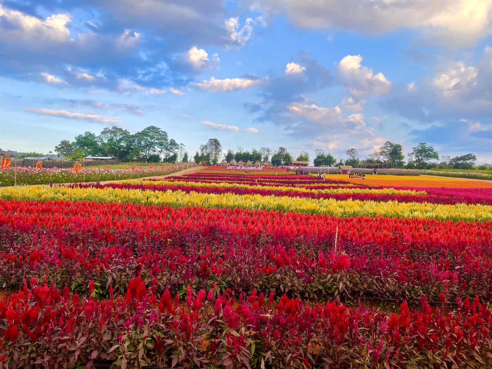 โมริยาห์ สวนดอกไม้